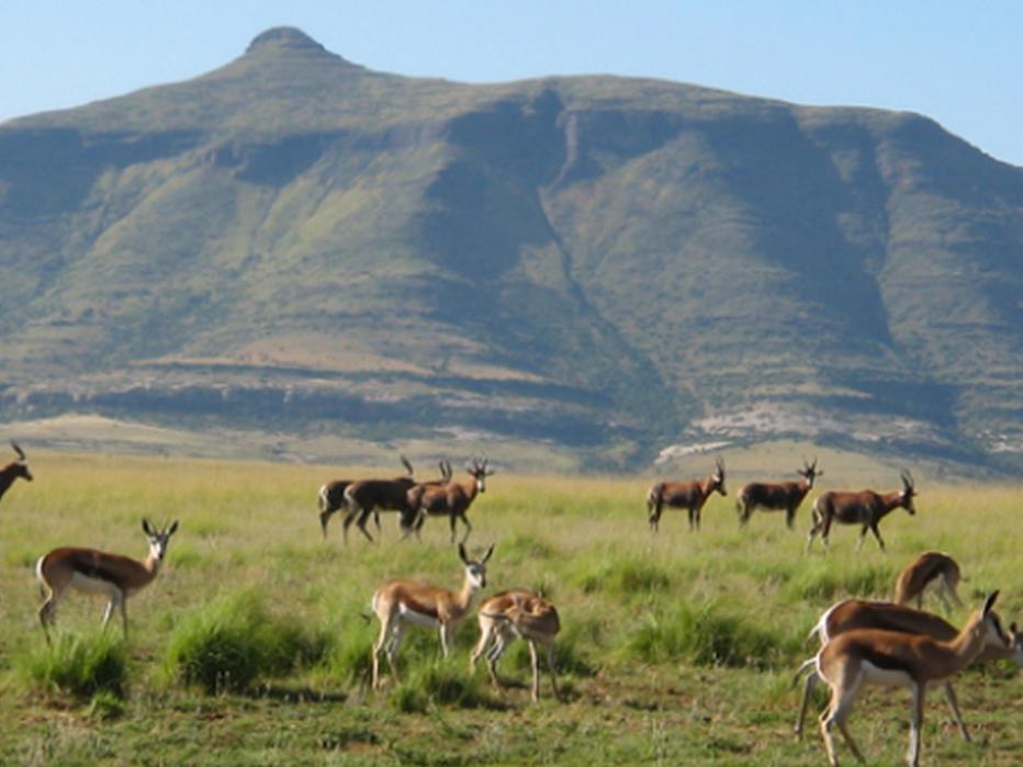 Moolmanshoek Private Game Reserve Hotel Ficksburg Eksteriør billede